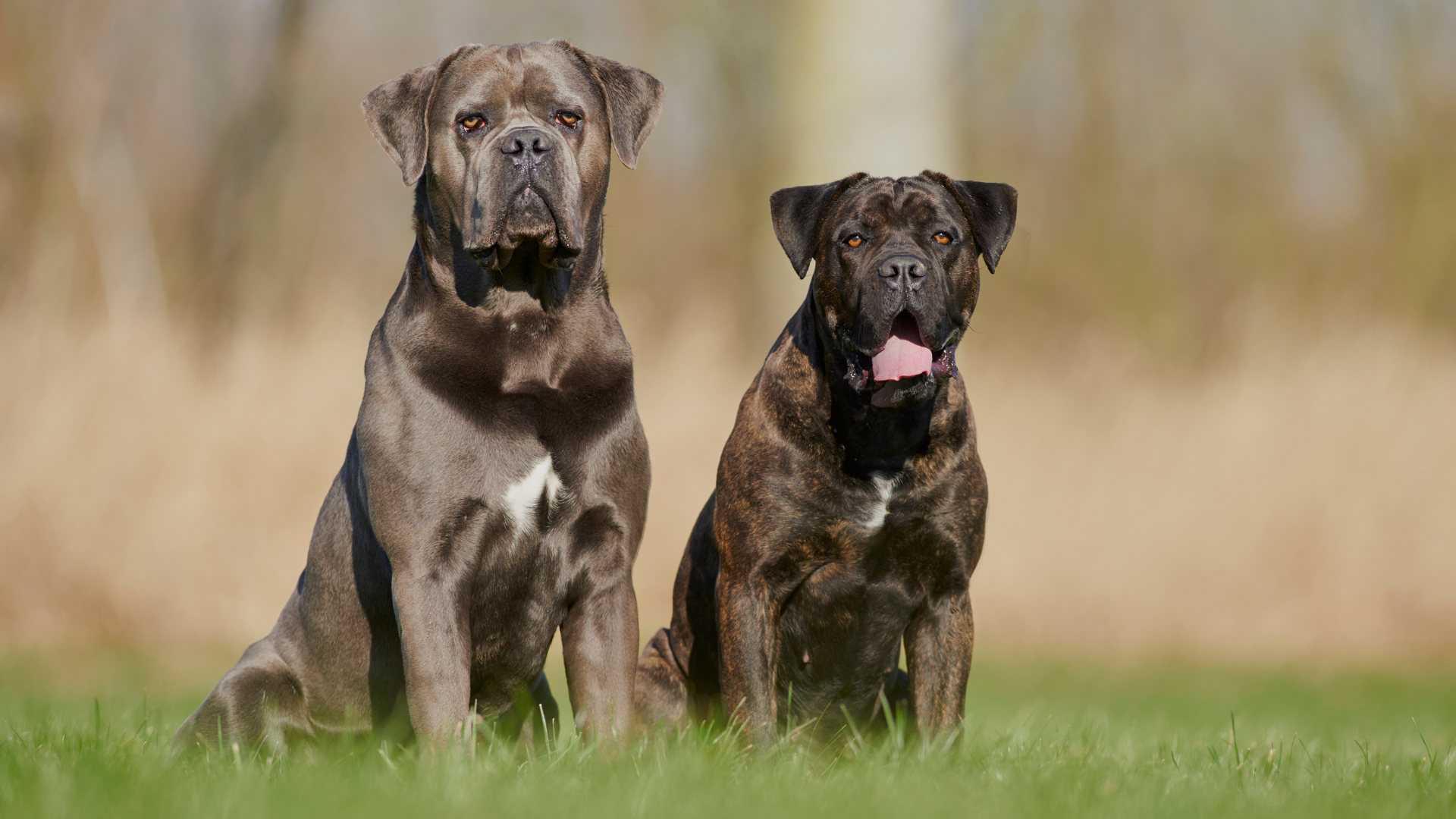 Read more about the article The Benefits of Having a Trained Protection Dog or Guard Dog