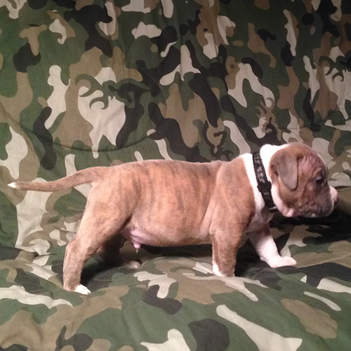 American Pit Bull Terrier obedience training near me