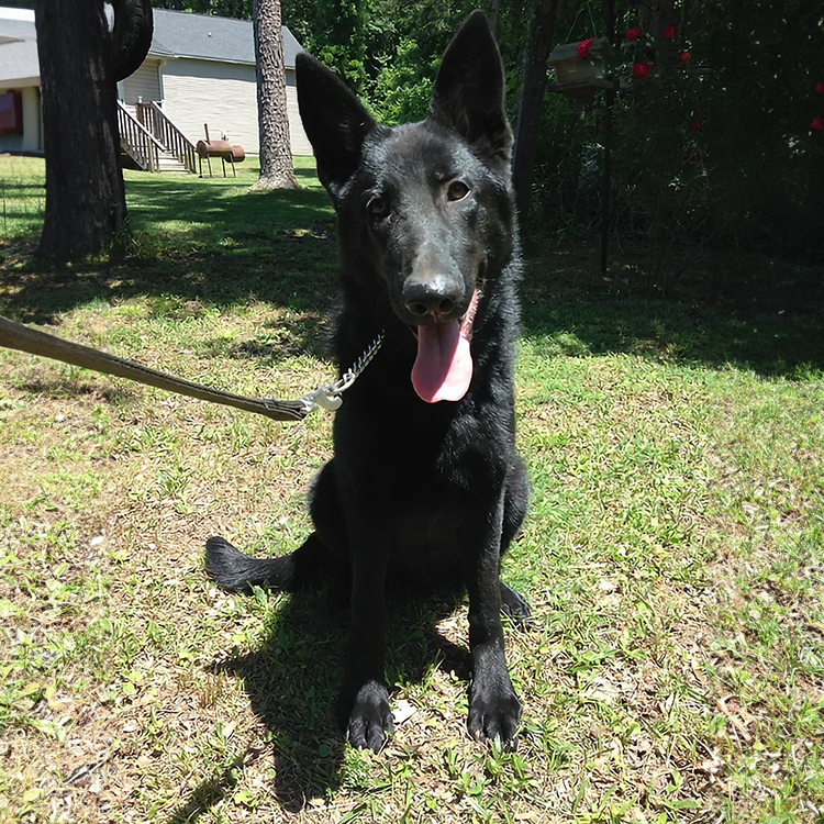 Charlotte, NC obedience dog trainers who are located near me. Behavioral issues, aggression, professional dog trainer.