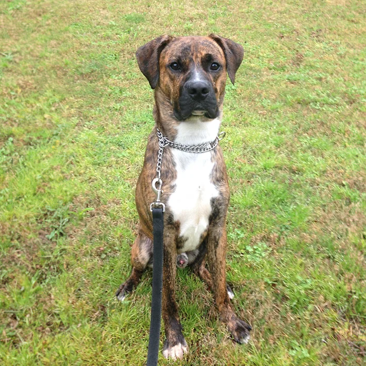 Custom dog training for home business estate and personal in north carolina