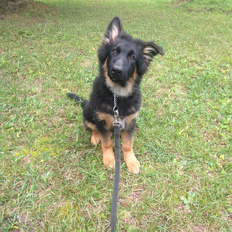 Dog obedience training in NC by desantos dogs