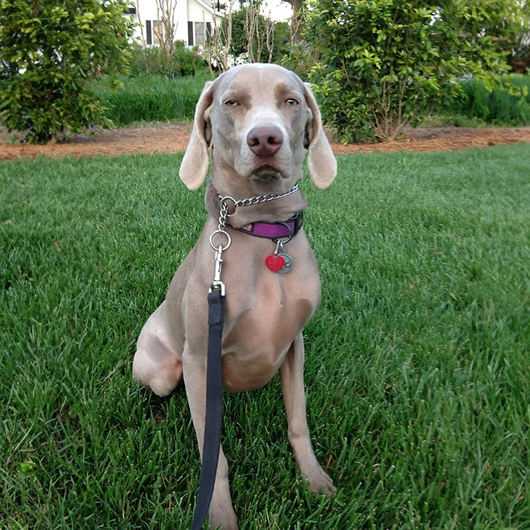 Dog training and obedience classes for dogs near me in north carolina