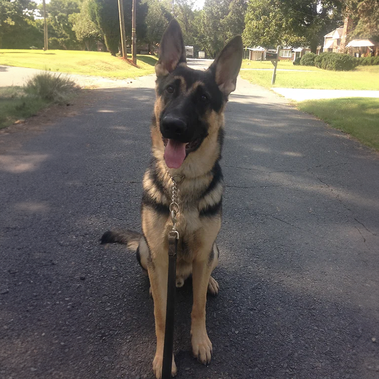 Dog training near me Raleigh, nc dog trainers for my youn german shepherd