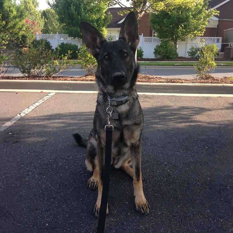 I am looking for a dog trainer in the charlotte north carolina area. obediance training and some guard dog training is preferred.
