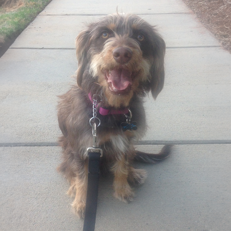 I am looking for a dog trainier in north carolina to train my dog for protection and watch dog