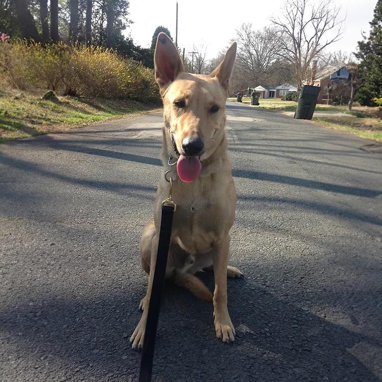 I am looking for a personal protection dog to purchase in or around Wilmington, NC