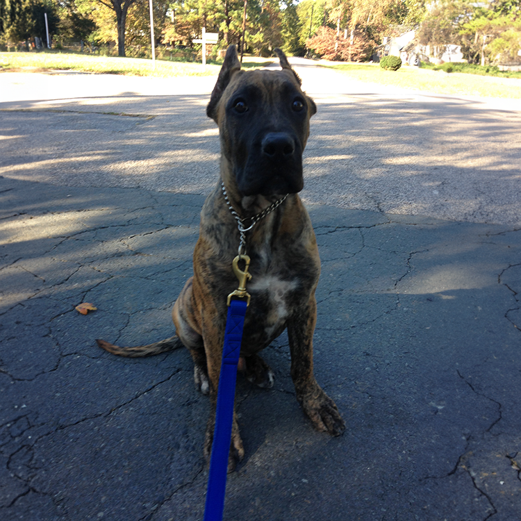 I need a professional dog trainer for my presa puppy, obedience and personal protection training