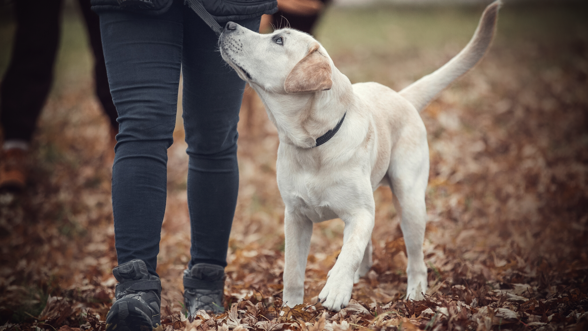 Learn to become a dog trainer and the art of dog training in our dog trainer school certificate program.