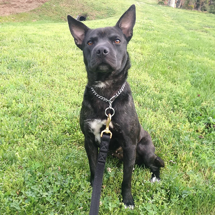 North carolina fully trained personal protection dogs for sale belgium malinois
