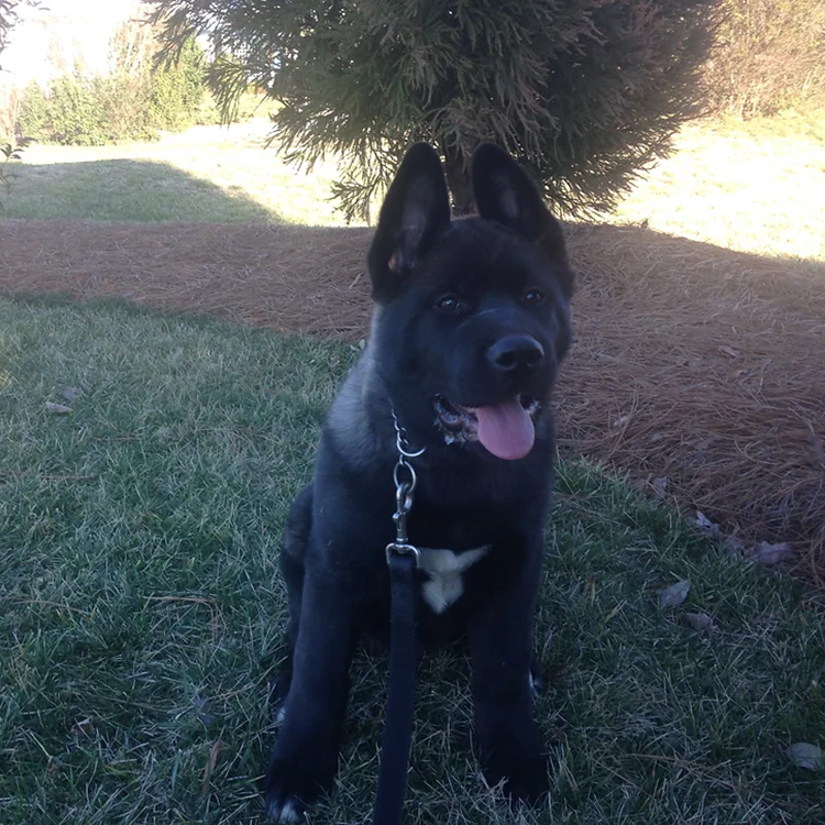 Puppy obedience training and crate training in north carolina, by a professional