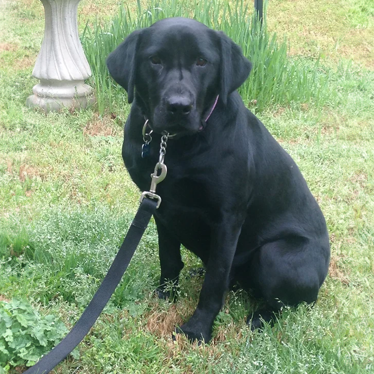 Where can I take my labrador retreiver for obedience training and socialization
