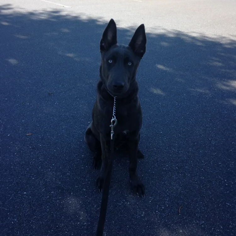 Who do you recommend in the NC area for obedience dog training with financing available