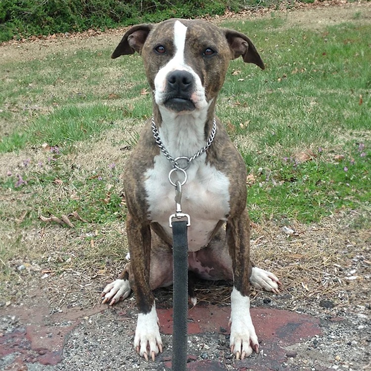 Wilmington, NC obedience school for dogs with training issues