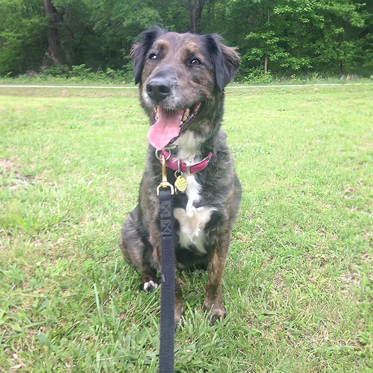 adult dog obedience training in NC, near me in charlotte