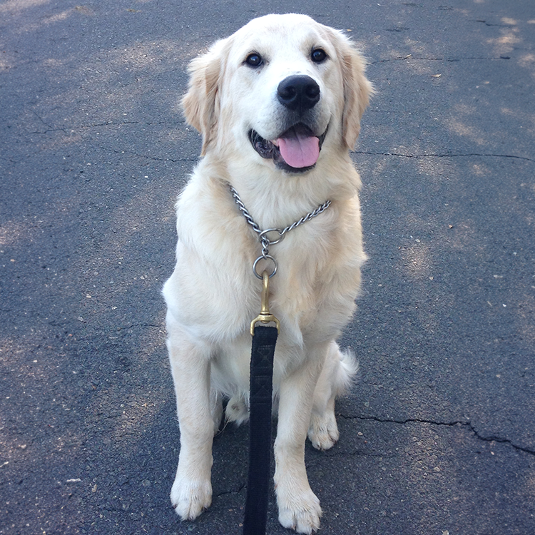 adult dog training for adult dogs withbehavioral issues. located in north carolina, Greensboro