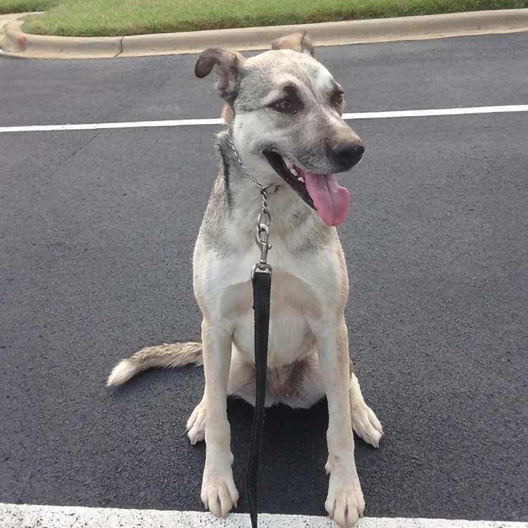 are you looking for puppy training classes near me in NC. Contact Desanto's Dogs today
