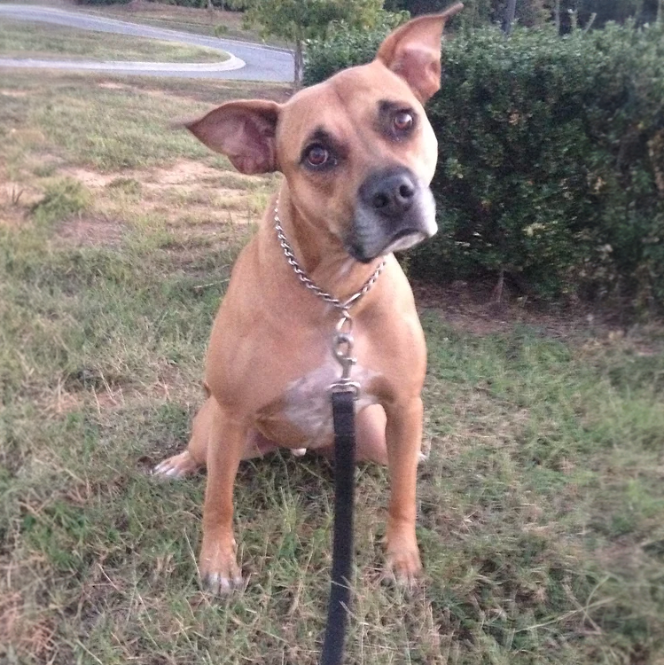 canine good citizen training in north carolina, somewhere near charlotte, for my pit bull mixed breed
