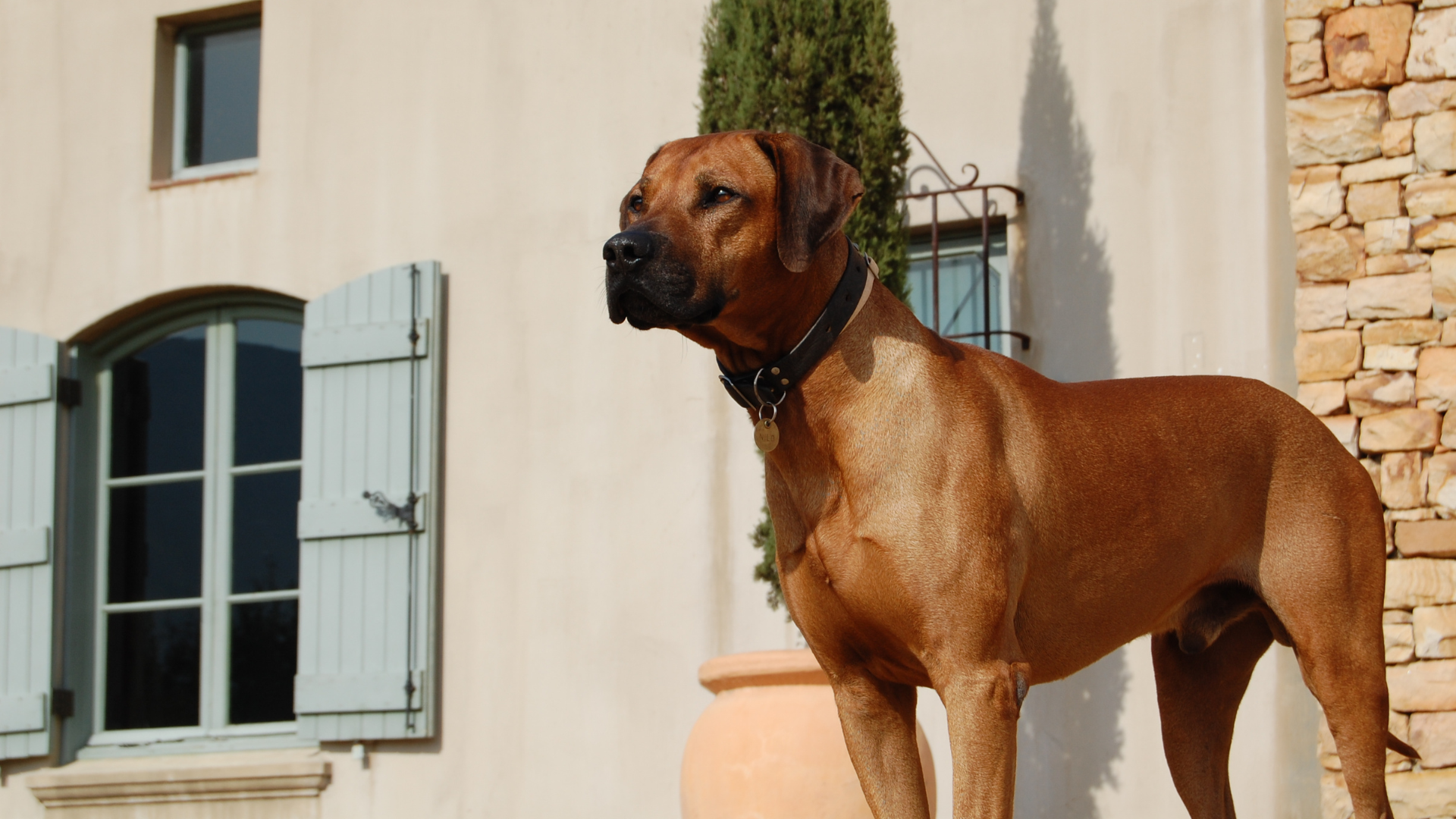 customized dog training and dog of your dreams programs for dogs in north carolina