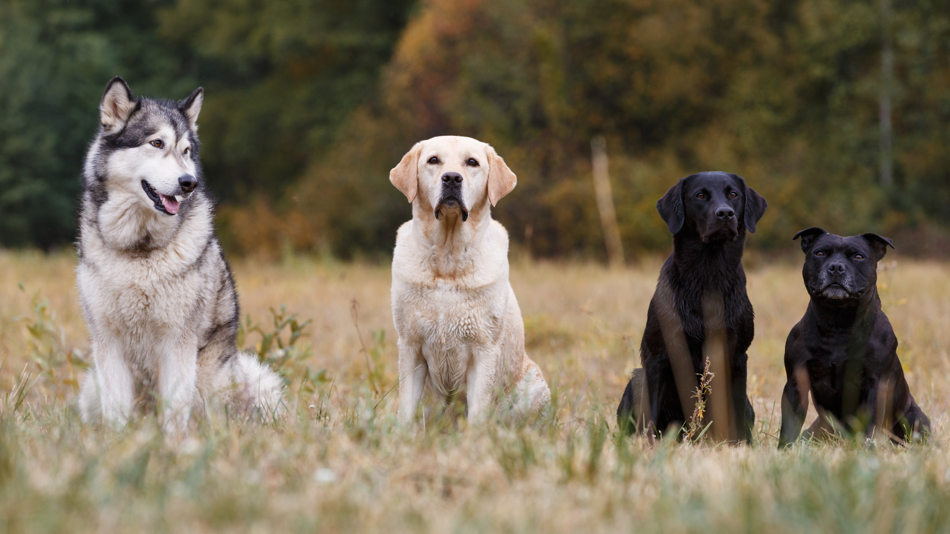 customized dog training programs for dogs in north carolina trained dogs for sale