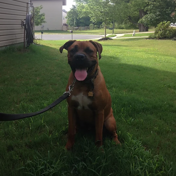 dog and puppy obedience training near me