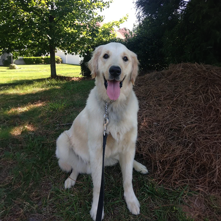 dog training schools near me charlotte, nc