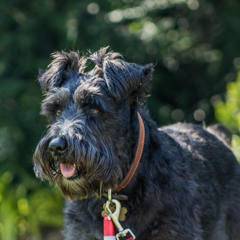 estate dogs for sale in north carolina