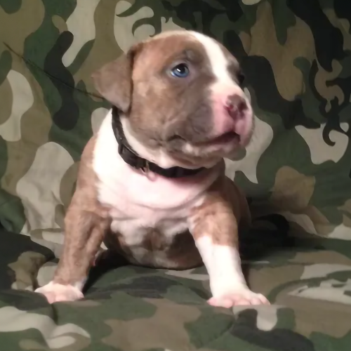 fully trained protection dogs in north carolina
