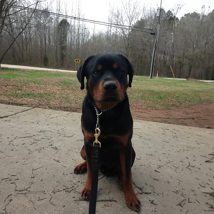 fully trained rottweiler protection dogs for sale in north carolina
