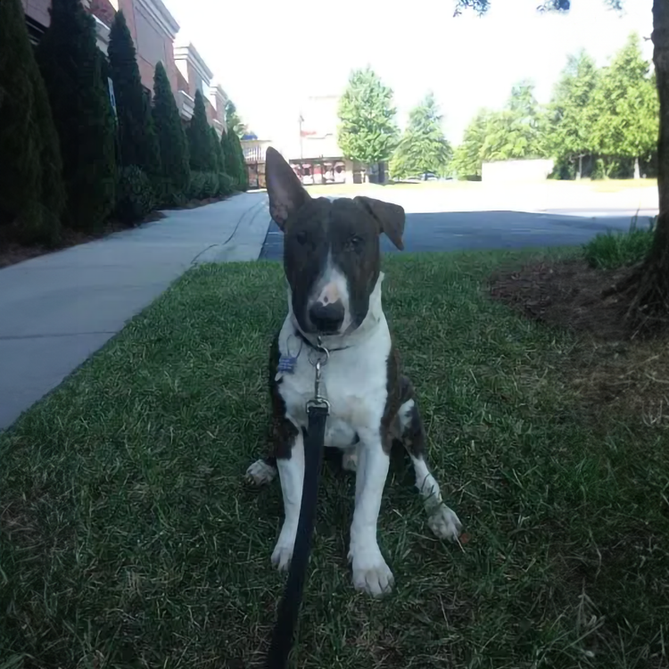 guard dog training near me NC at Desanto's dogs
