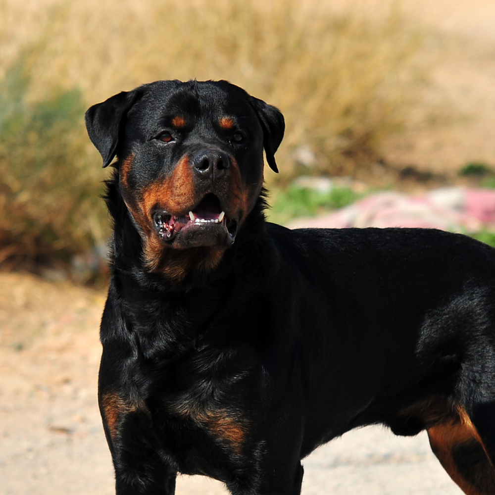 guard dogs for sale in north carolina (1)