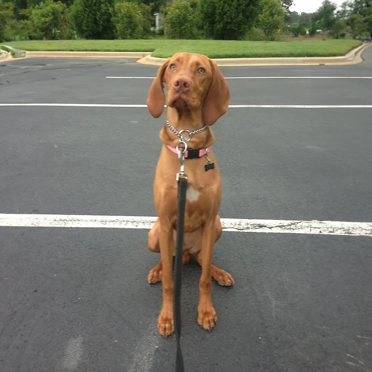 guard dogs for sale in north carolina. customized training to fit your needs.