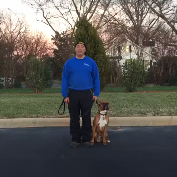 obedience training for Boxer dogs in NC. This is Otis, a past student of mine.