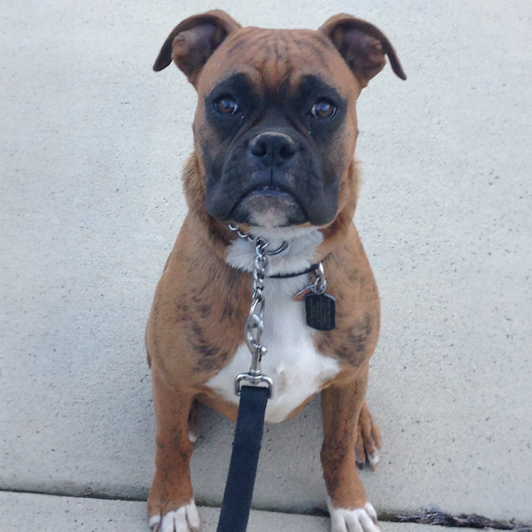 obedience training for dogs is a great way to build confidents and have a happy home