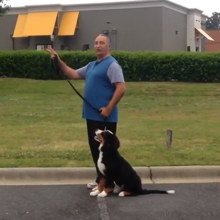 obedience training for large dogs in wilmington, nc. I am looking for a professional dog trainer.