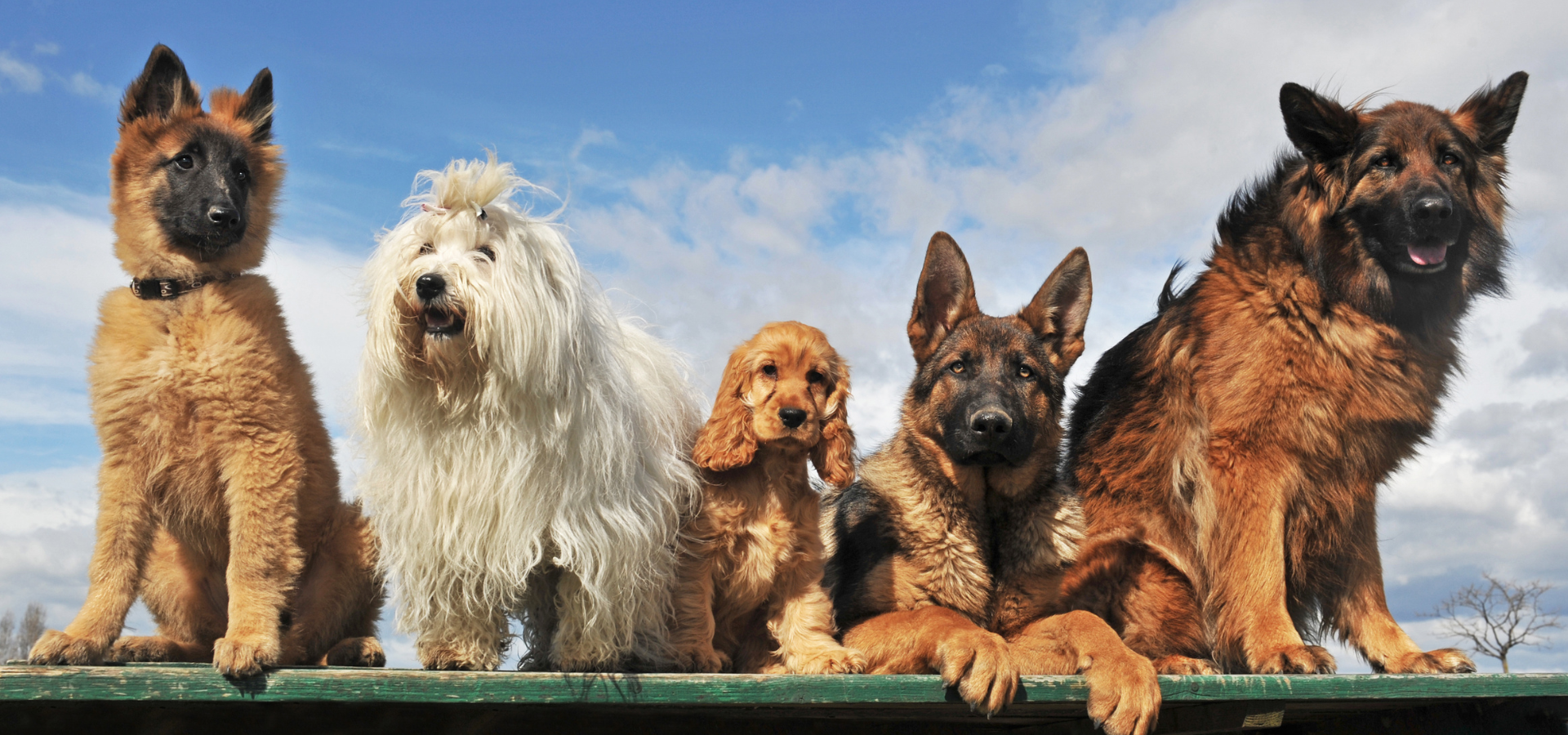 obedience training in NC by Desanto's dogs. 40 years of experience, since 1979.