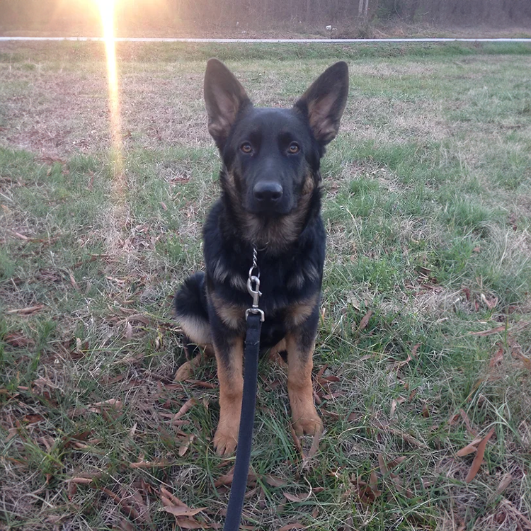 personal protection dogs and puppies for sale in asheville, nc. I am looking for a GSD guard dog.