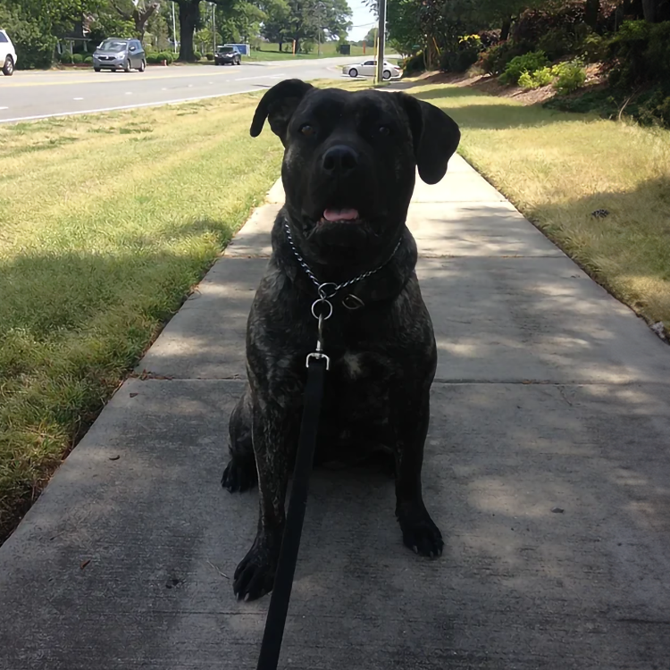 personal protection dogs for sale north carolina