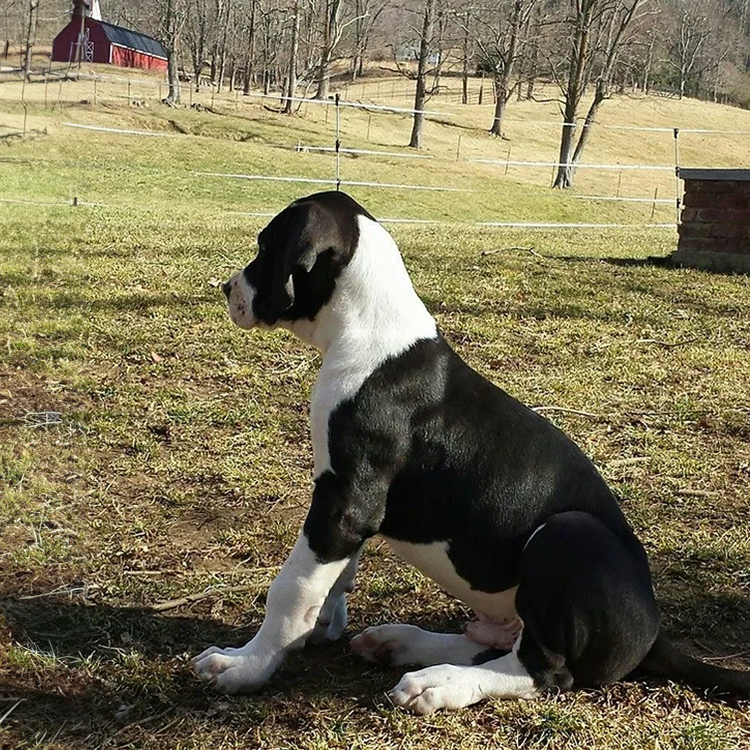 protection dog and puppy training in NC by a professional dog trainer