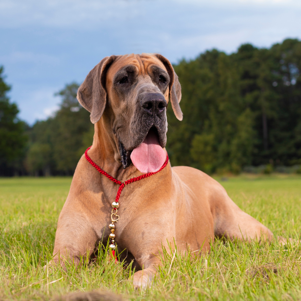 protection dogs for sale in north carolina (1)