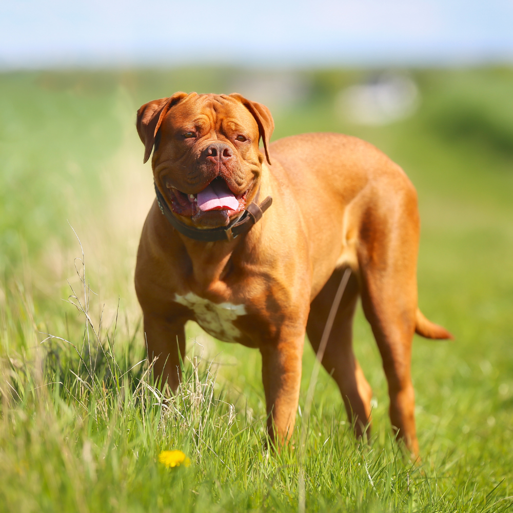protection trained working dogs for sale in north carolina