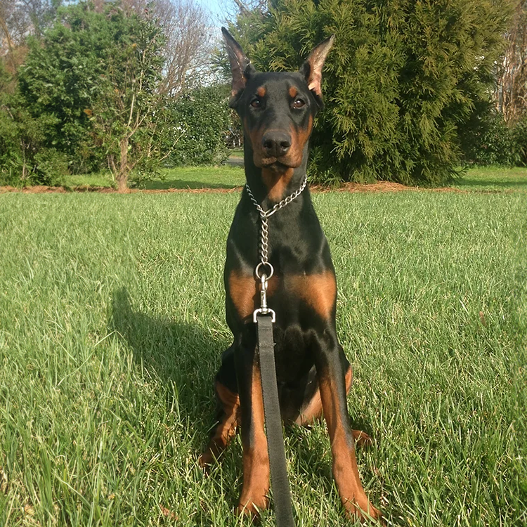 protection training, personal protection, guard dog training in north carolina