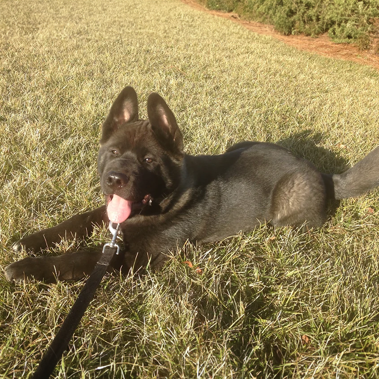 puppy socialization and training in NC by a professional and experienced dog trainer