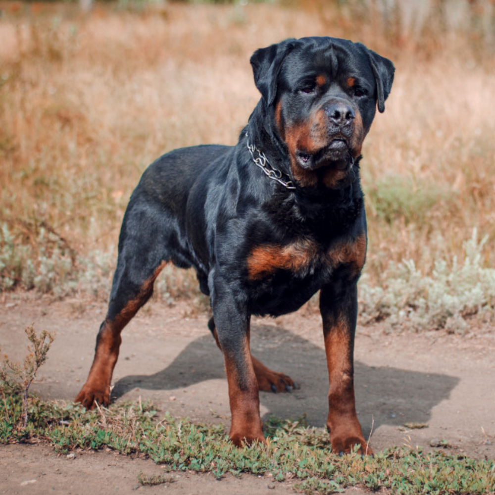 trained watch dogs for sale in north carolina