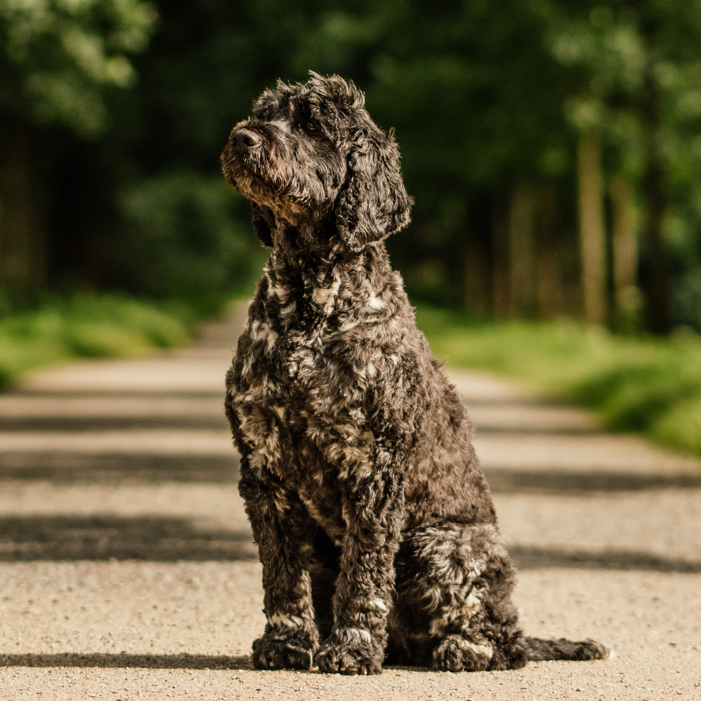 watch dogs for sale in north carolina