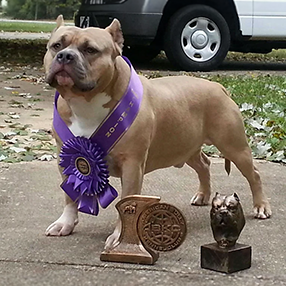 american bully dog training