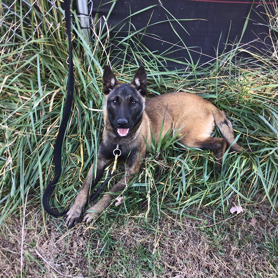 Belgian Malinois guard dog attack dogs for sale near me in charlotte, nc
