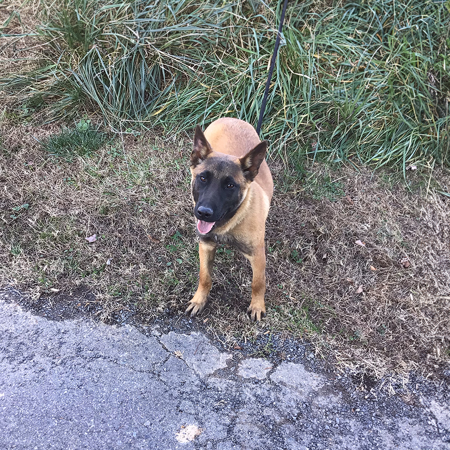 Belgian Malinois guard dogs personal protection trained dogs for sale near me in north carolina