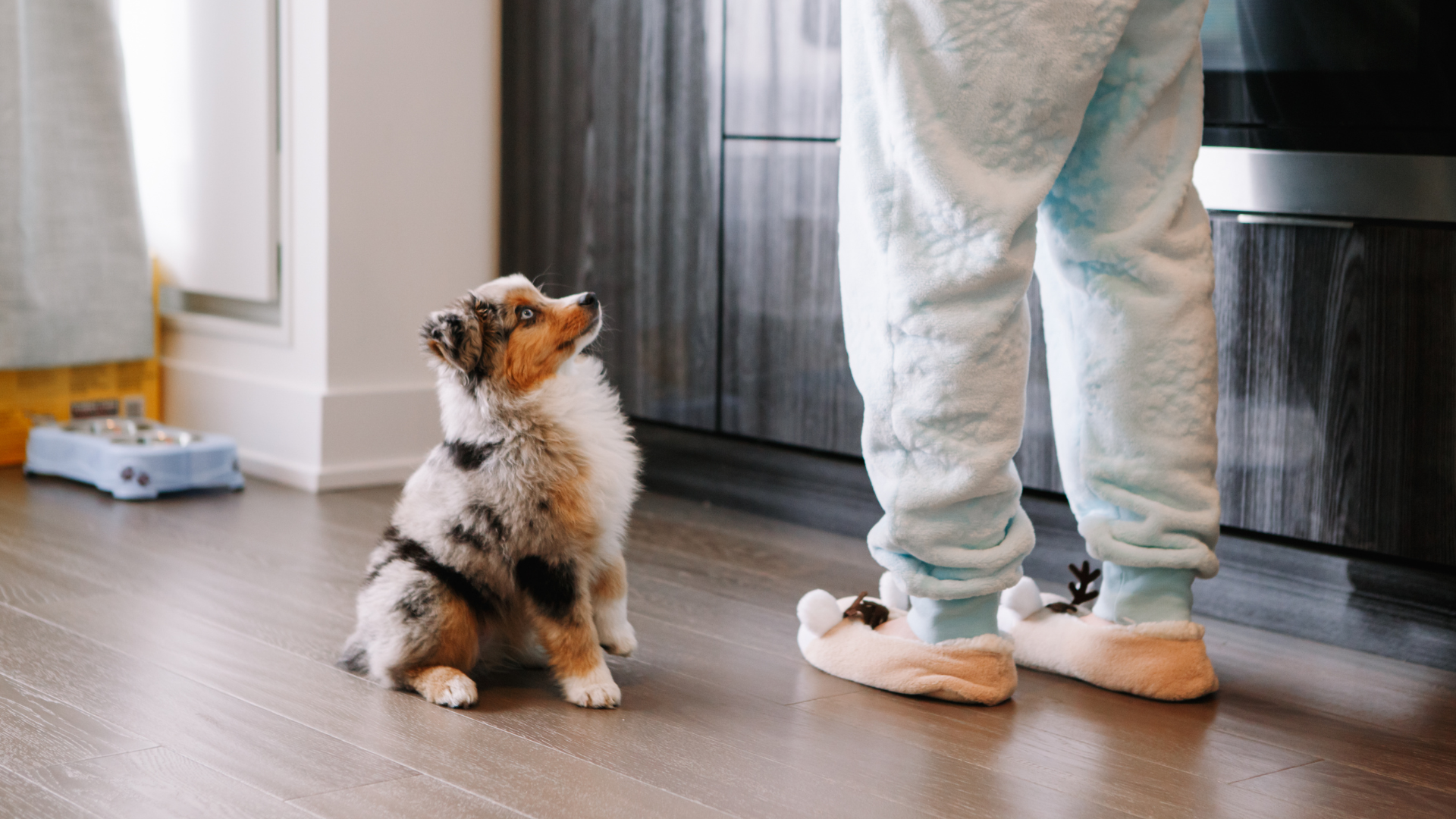 Read more about the article Overcoming Common Obstacles With Dog Obedience Training
