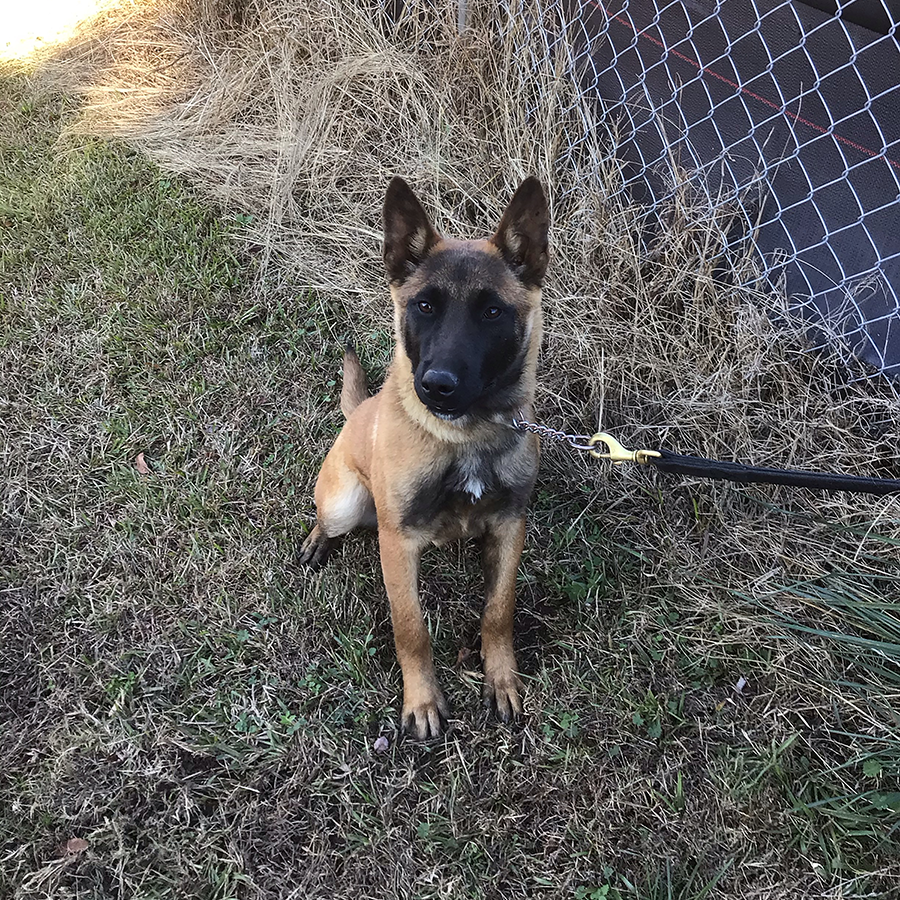 attack dog obedience trained red Belgian Malinois puppy for sale near me in charlotte, nc
