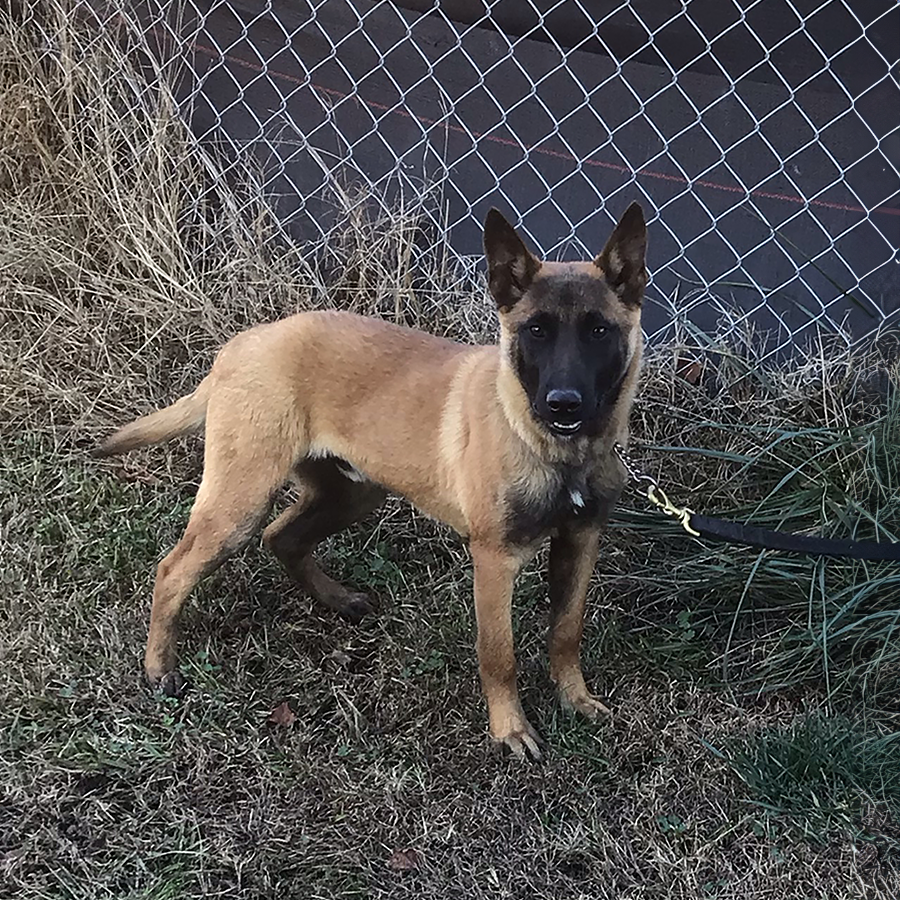 fully trained red Belgian Malinois dogs for sale near me in charlotte nc